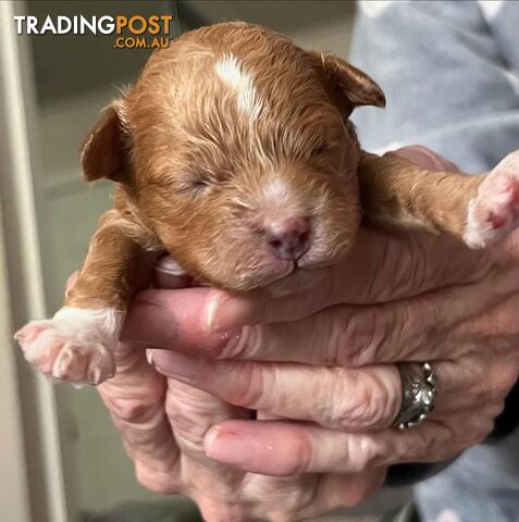 STUD DOG Red Toy Cavoodle