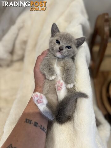 Munchkin Kittens for sale