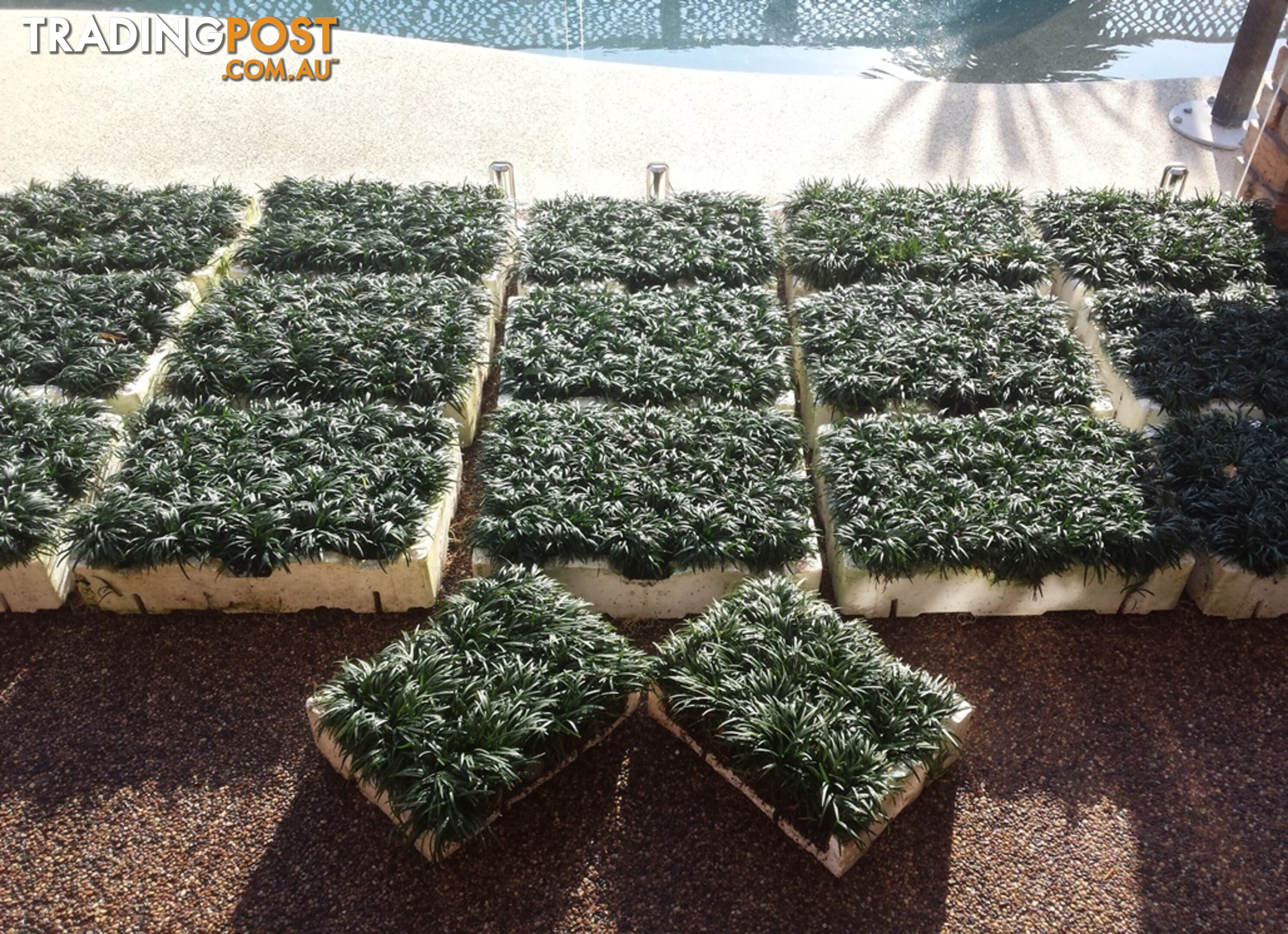 Dwarf / Mini Mondo Grass in Trays of 150+ Plants $109.00 Free Express Post