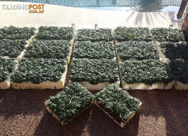 Dwarf / Mini Mondo Grass in Trays of 150+ Plants $109.00 Free Express Post