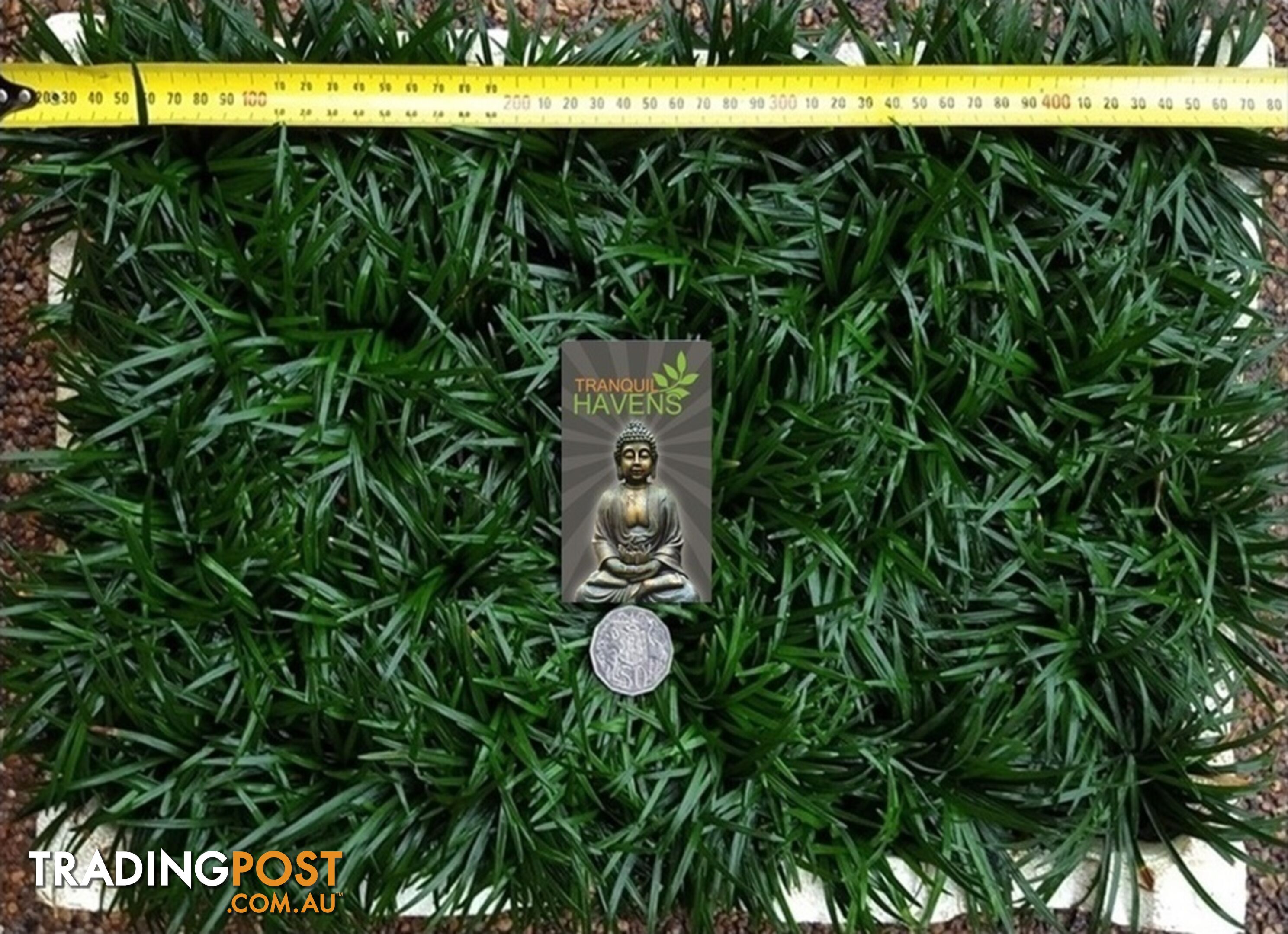 Dwarf / Mini Mondo Grass in Trays of 150+ Plants $109.00 Free Express Post