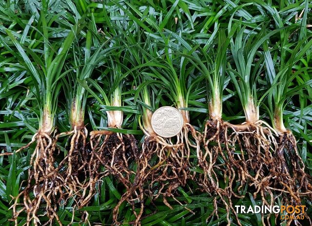 100 Mini Mondo (Ophiopogon Japonicus Nana) $90.00 FREE Express Postage