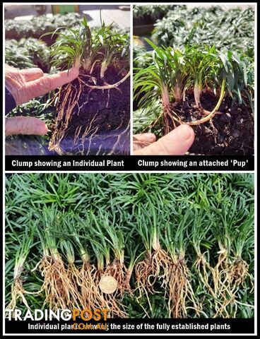 Mini / Dwarf Mondo Grass Clumps - 7 Clumps (105+ Plants) Free Post -...