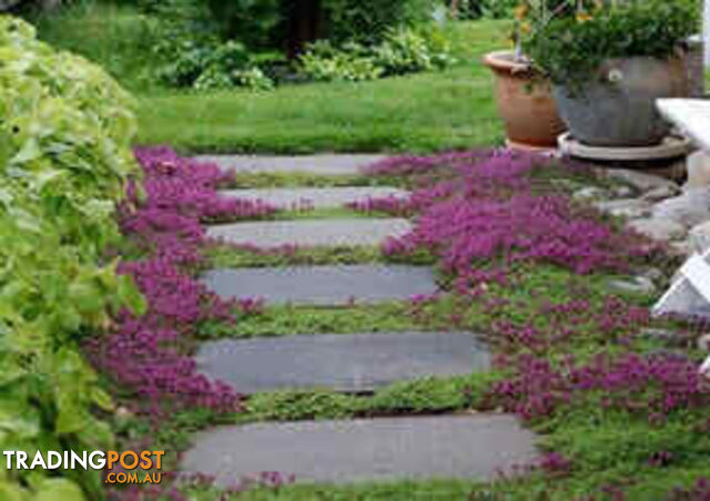 Dwarf Thyme ~ Thymus serpyllum ~ var. Magic Carpet Trays Free Delivery