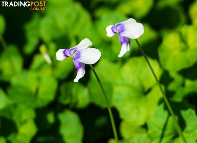 Five Trays of Native Violet (330mm x 330mm) - Free Delivery Australia Wide - photo 5 of 13