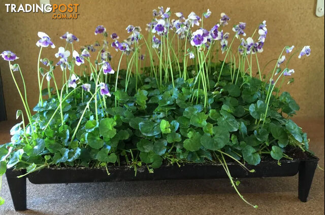 Five Trays of Native Violet (330mm x 330mm) - Free Delivery Australia Wide - photo 3 of 13