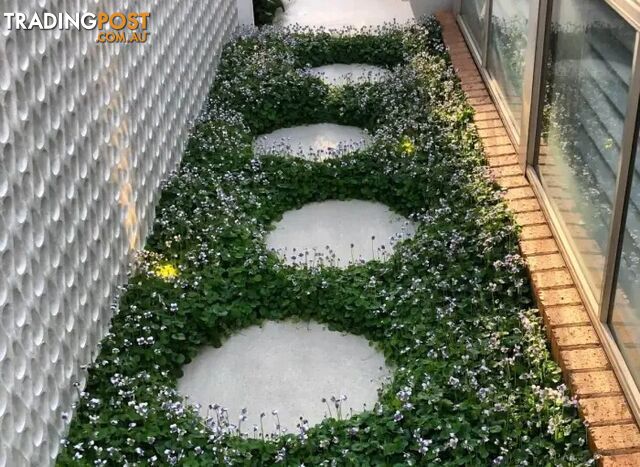 Five Trays of Native Violet (330mm x 330mm) - Free Delivery Australia Wide