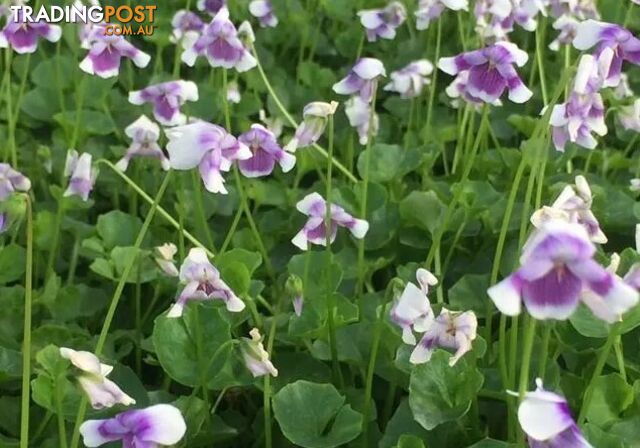 Five Trays of Native Violet (330mm x 330mm) - Free Delivery Australia Wide - photo 2 of 13