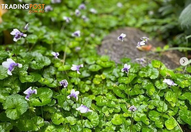 Five Trays of Native Violet (330mm x 330mm) - Free Delivery Australia Wide - photo 4 of 13