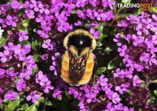 Dwarf Thyme - Thymus Serpyllum (Magic Carpet) Trays Free Delivery