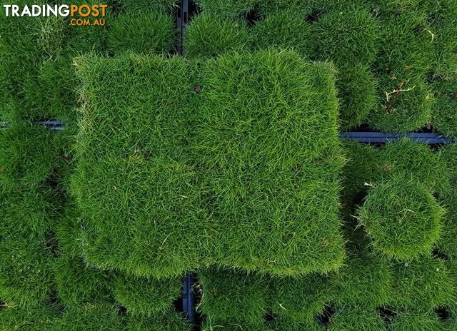 Trays of Korean Grass (Zoysia Tenuifolia) 350mm x 295mm Free Delivery