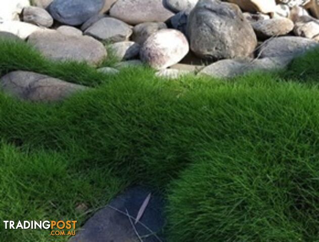 10 x 100mm Pots Korean No Mow Grass $70.00 Free Express Delivery. - photo 4 of 6