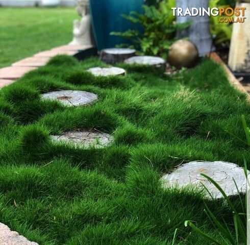 10 x 100mm Pots Korean No Mow Grass $70.00 Free Express Delivery. - photo 3 of 6