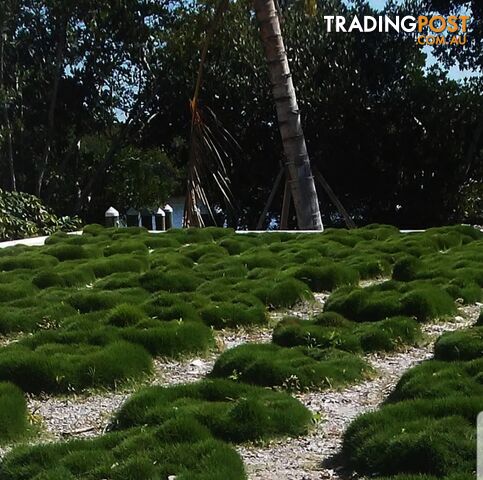 10 x 100mm Pots Korean No Mow Grass $70.00 Free Express Delivery. - photo 5 of 6
