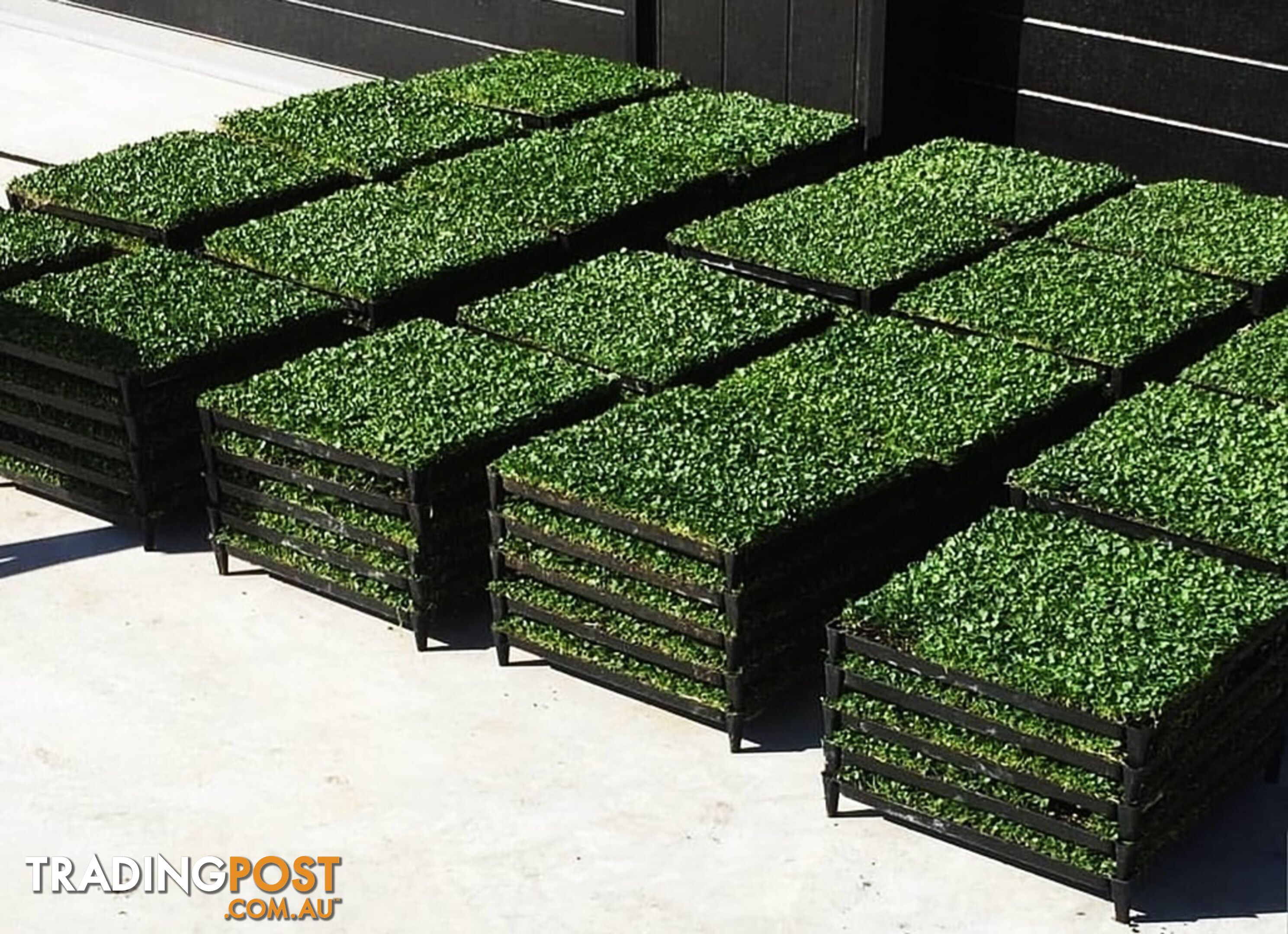 Trays of Dichondra Repens - A Lawn that does not require Mowing!!!