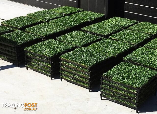 Trays of Dichondra Repens - A Lawn that does not require Mowing!!!