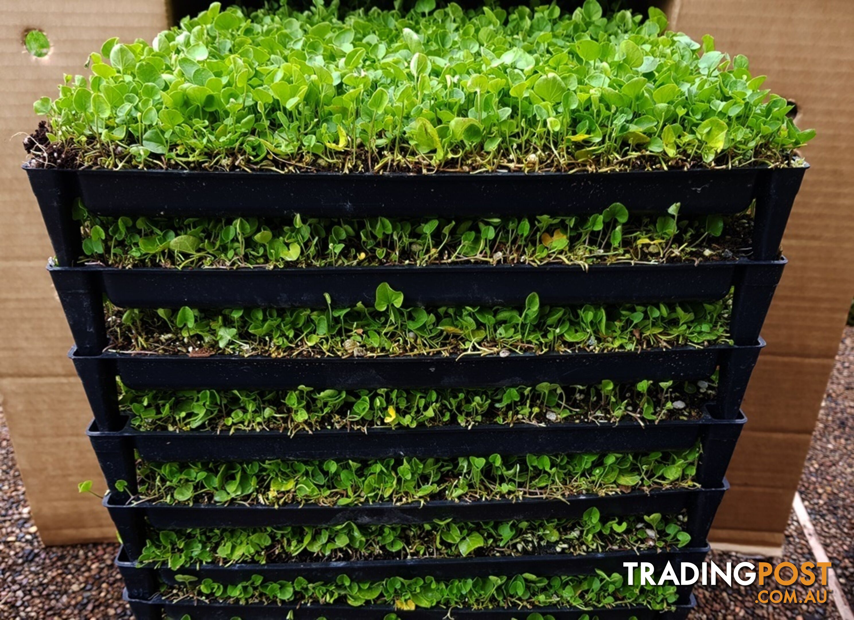 Trays of Dichondra Repens - A Lawn that does not require Mowing!!!