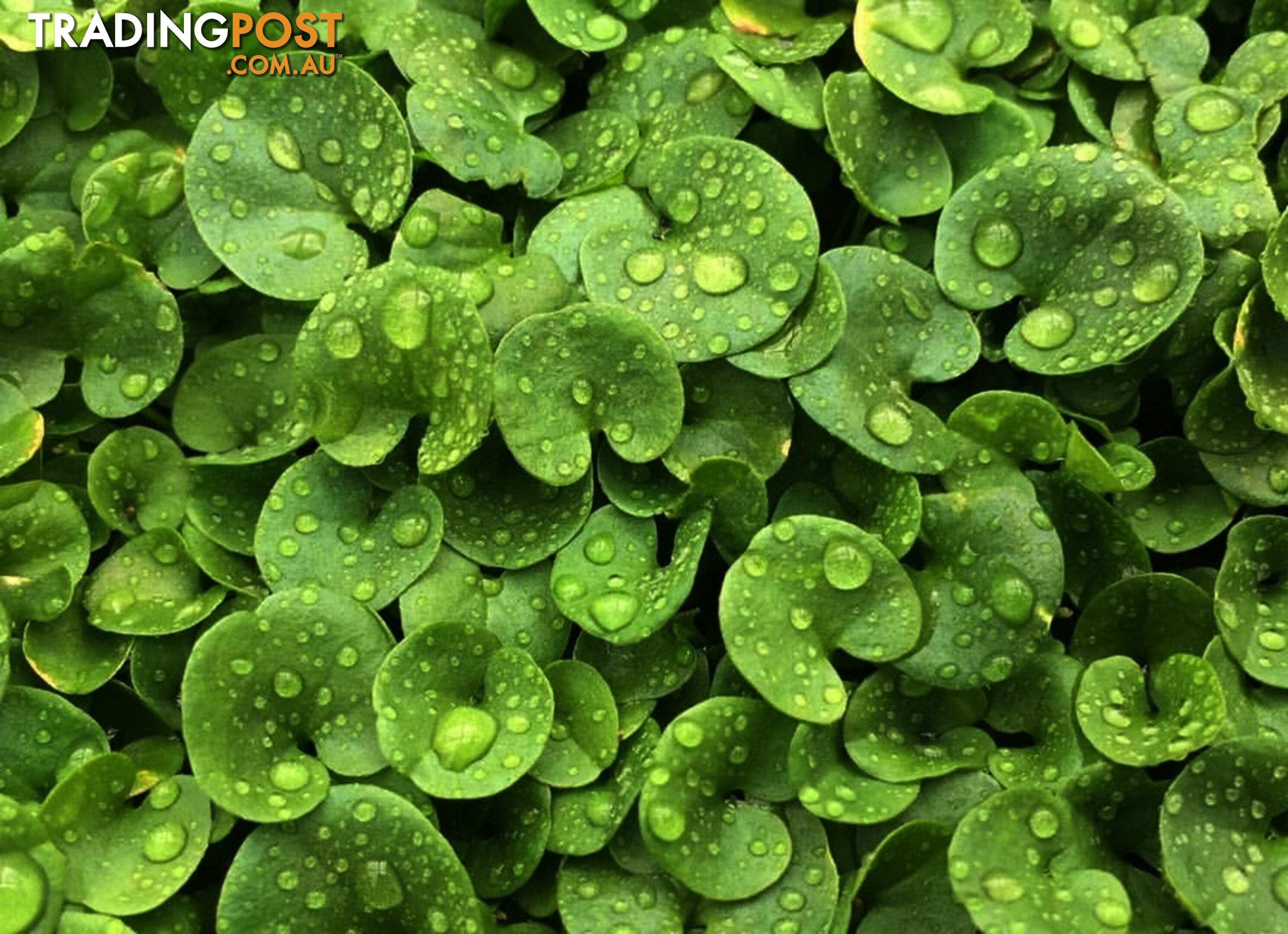 Trays of Dichondra Repens - A Lawn that does not require Mowing!!!