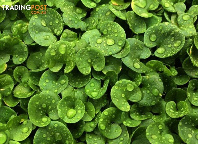 Trays of Dichondra Repens - A Lawn that does not require Mowing!!!