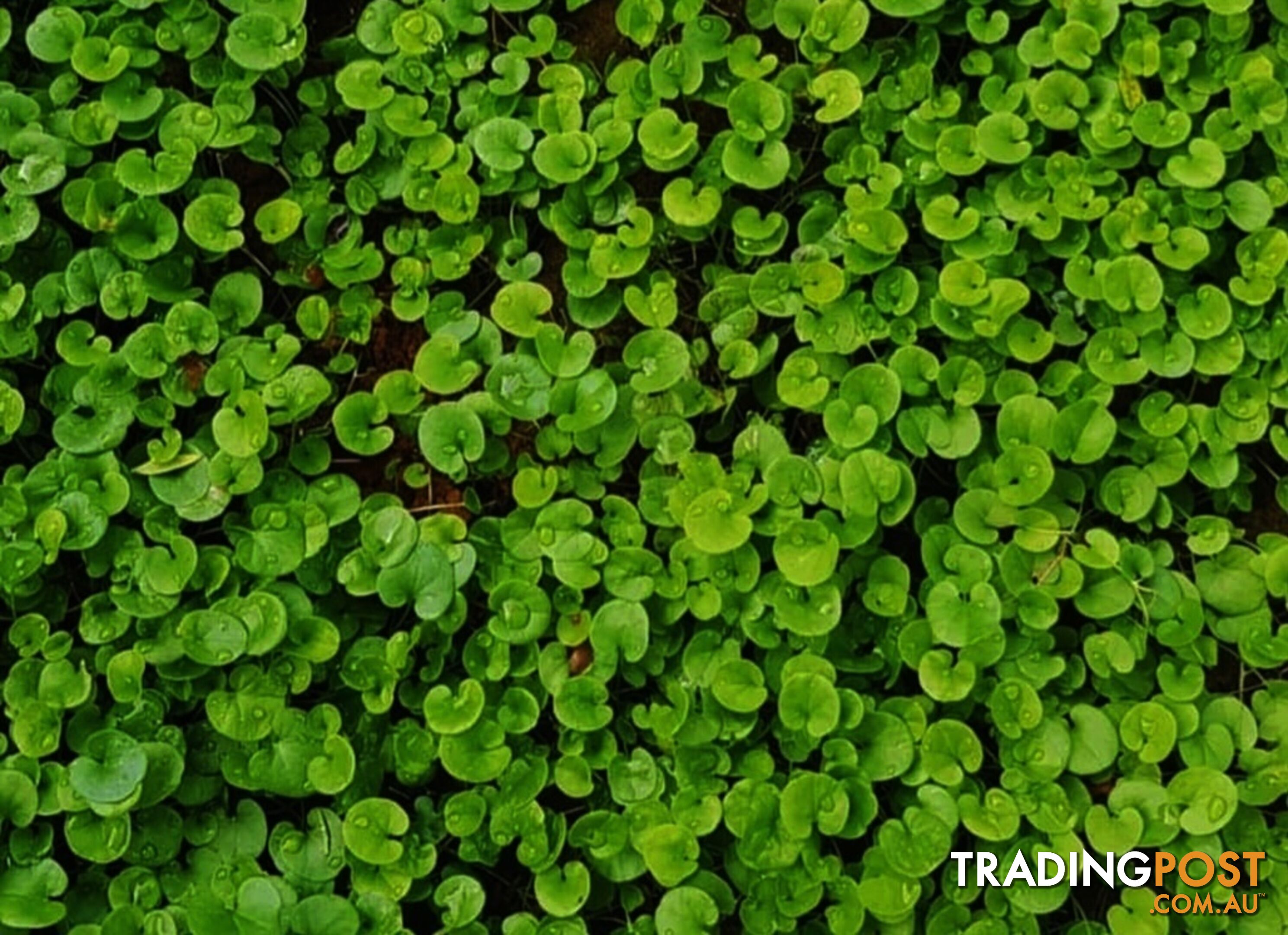 Trays of Dichondra Repens - A Lawn that does not require Mowing!!!