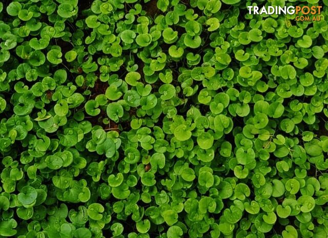 Trays of Dichondra Repens - A Lawn that does not require Mowing!!!