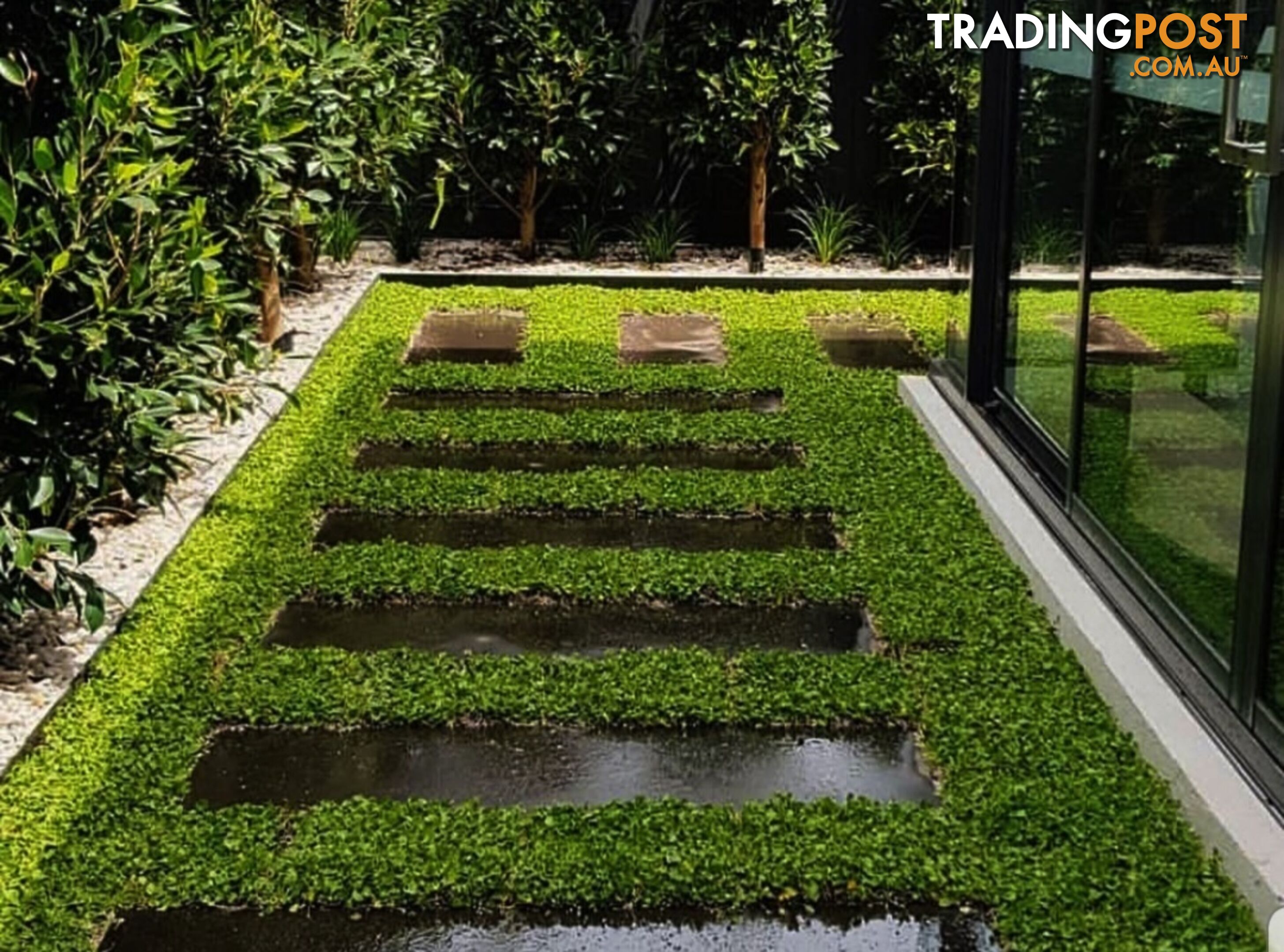 Trays of Dichondra Repens - A Lawn that does not require Mowing!!!