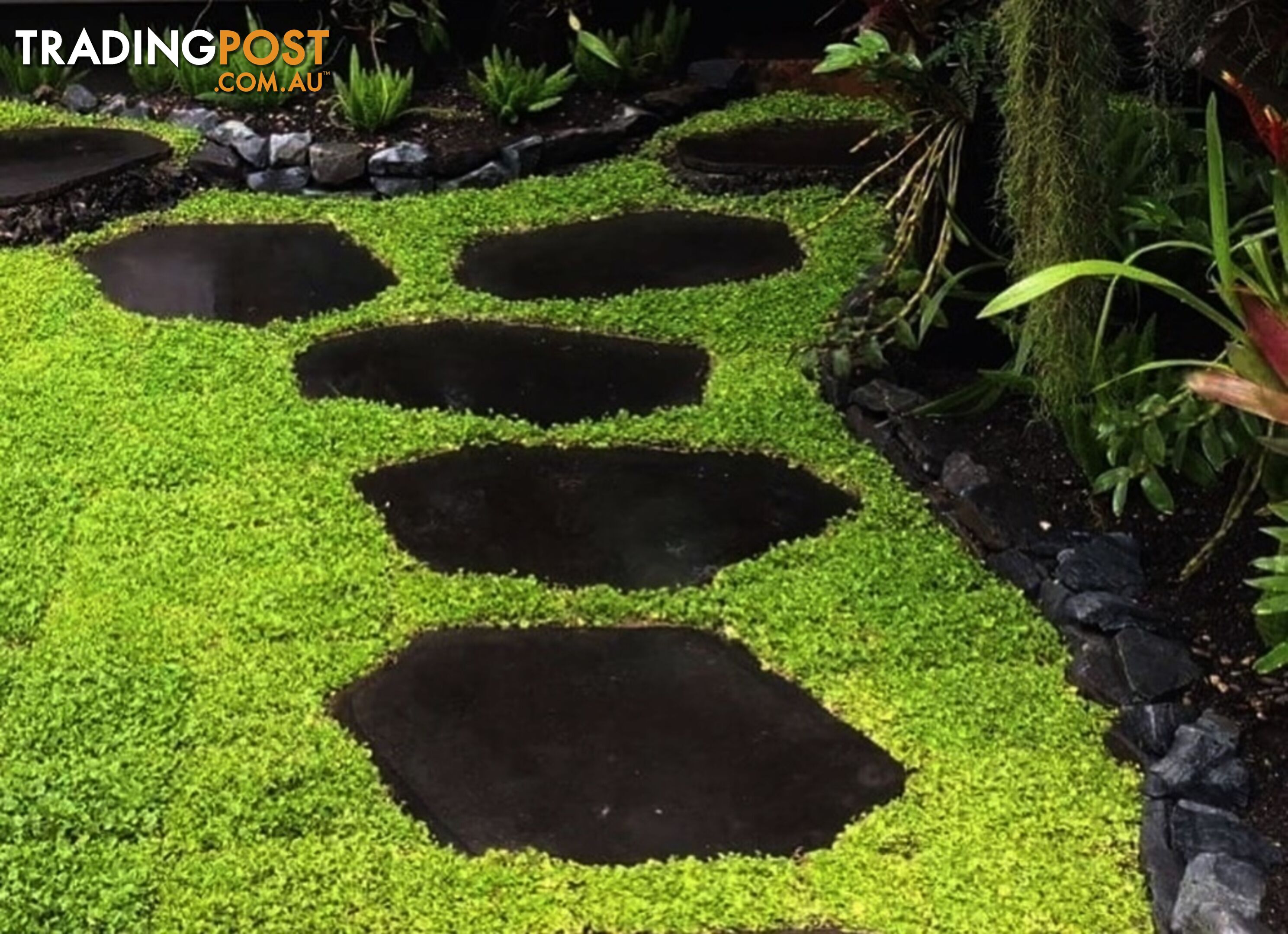 Trays of Dichondra Repens - A Lawn that does not require Mowing!!!