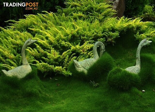 Trays of Korean Petting Grass (No Mow) $49 per Tray Free Courier Delivery to...