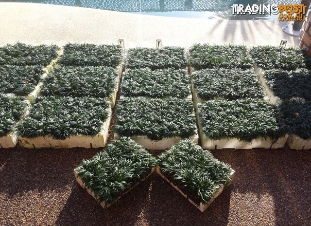 Bulk Dwarf / Mini Mondo in Trays of 150+ Plants Express Posted Australia Wide.