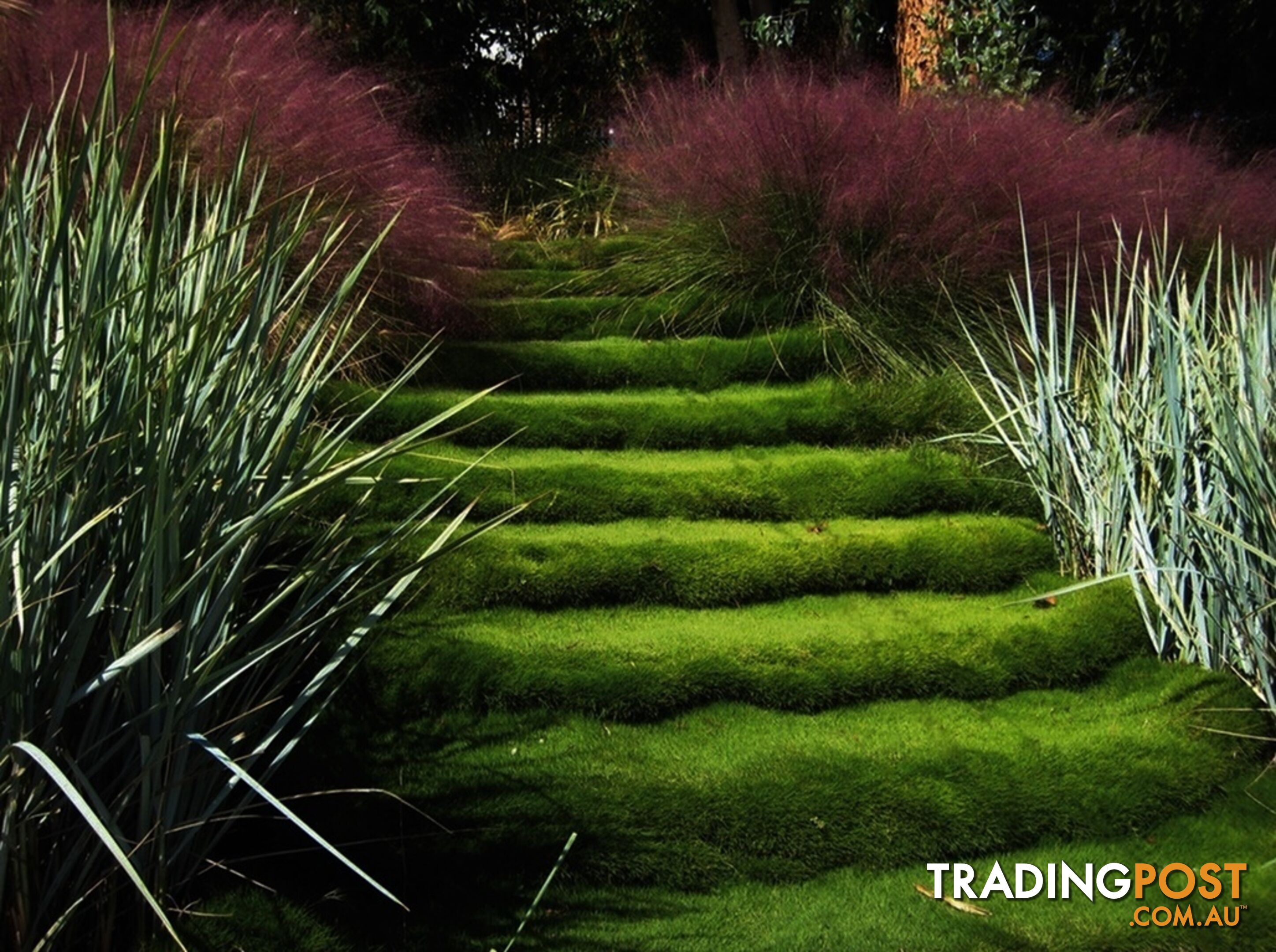 Trays of Korean Petting Grass (No Mow) $49 per Tray Free Postage