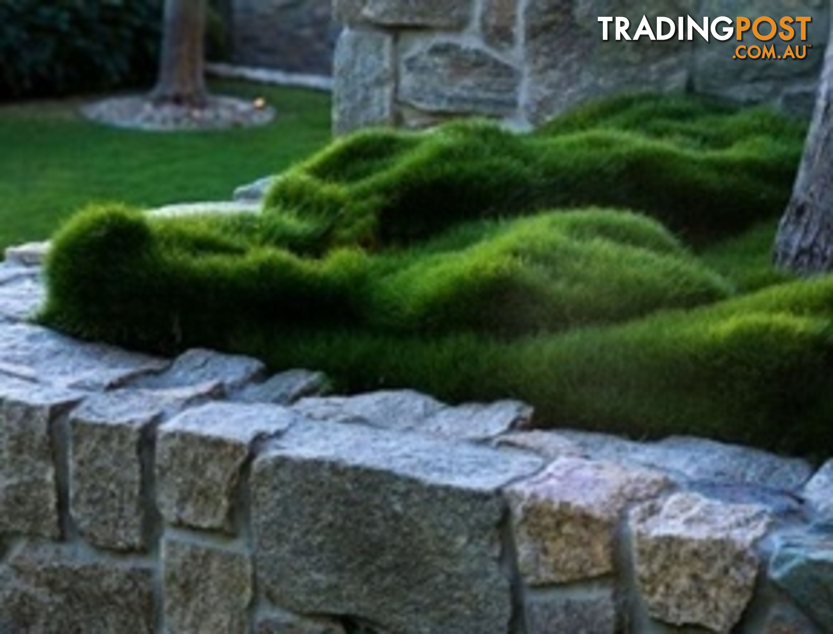 Trays of Korean Petting Grass (No Mow) $49 per Tray Free Postage