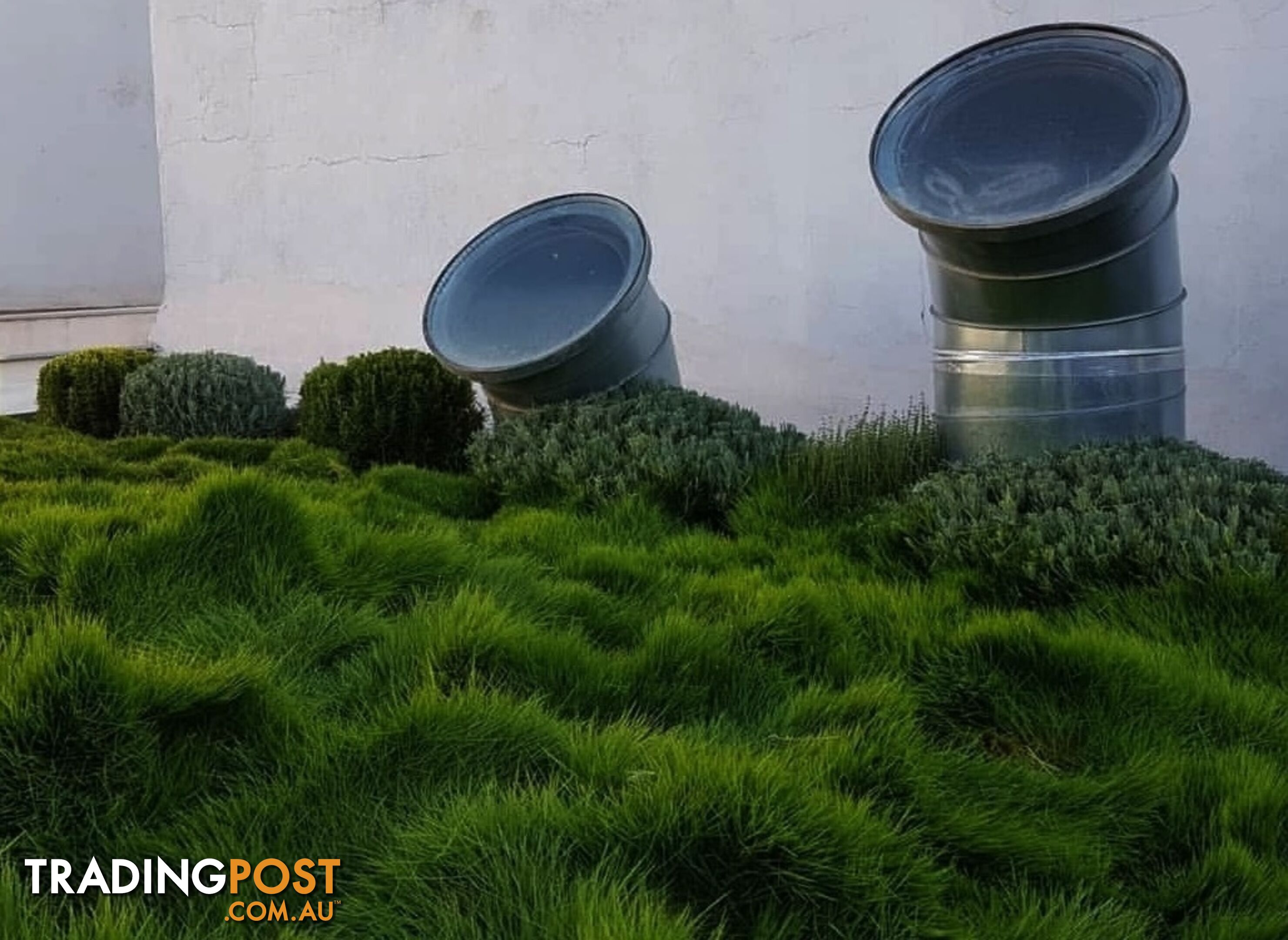 Trays of Korean Petting Grass (No Mow) $49 per Tray Free Postage