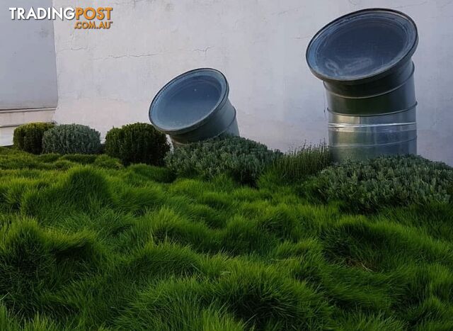 Trays of Korean Petting Grass (No Mow) $49 per Tray Free Postage