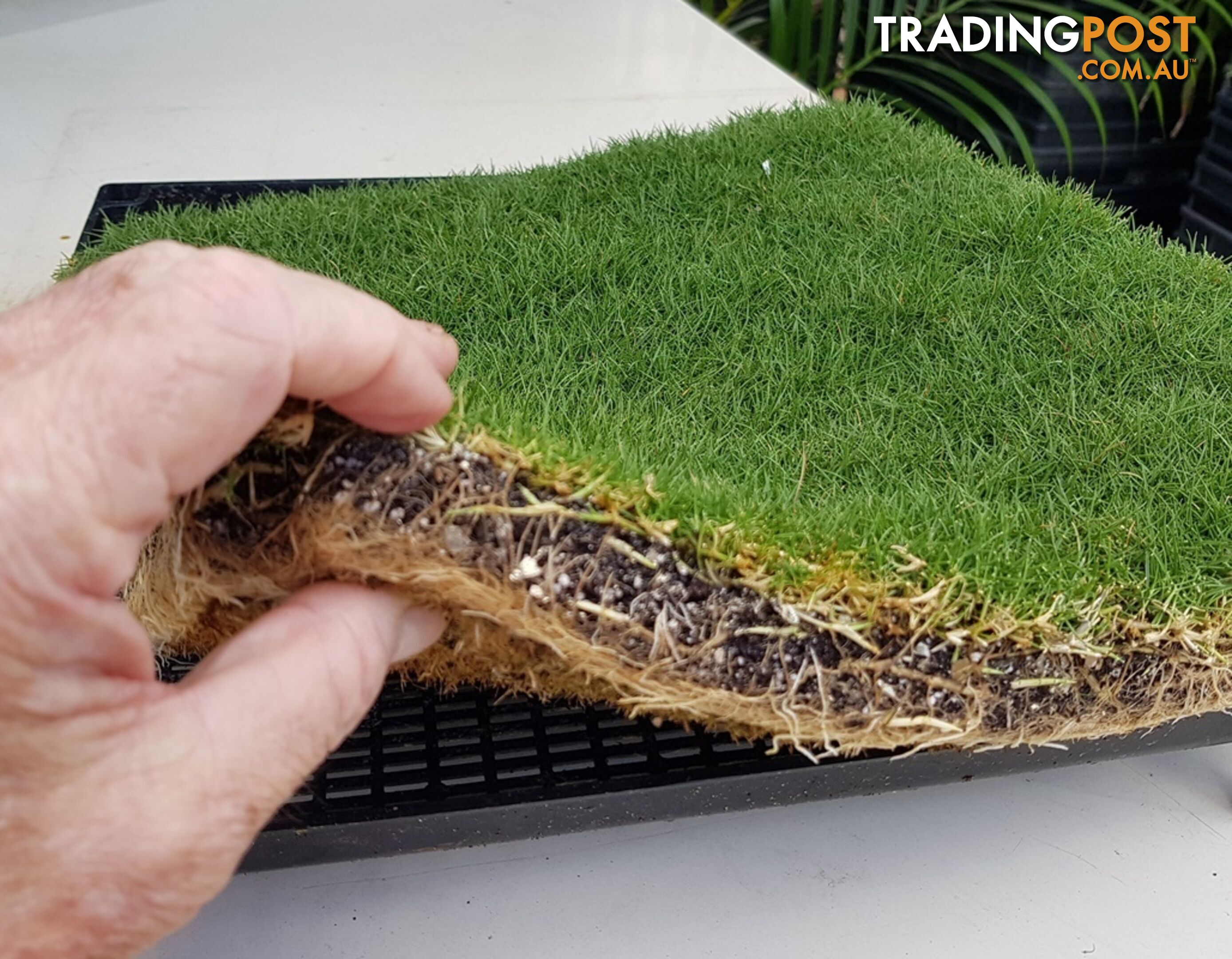 Trays of Korean Petting Grass (No Mow) $49 per Tray Free Postage