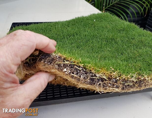 Trays of Korean Petting Grass (No Mow) $49 per Tray Free Postage