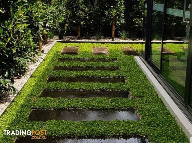 Trays of Dichondra Repens - A Lawn that does not require Mowing!!!