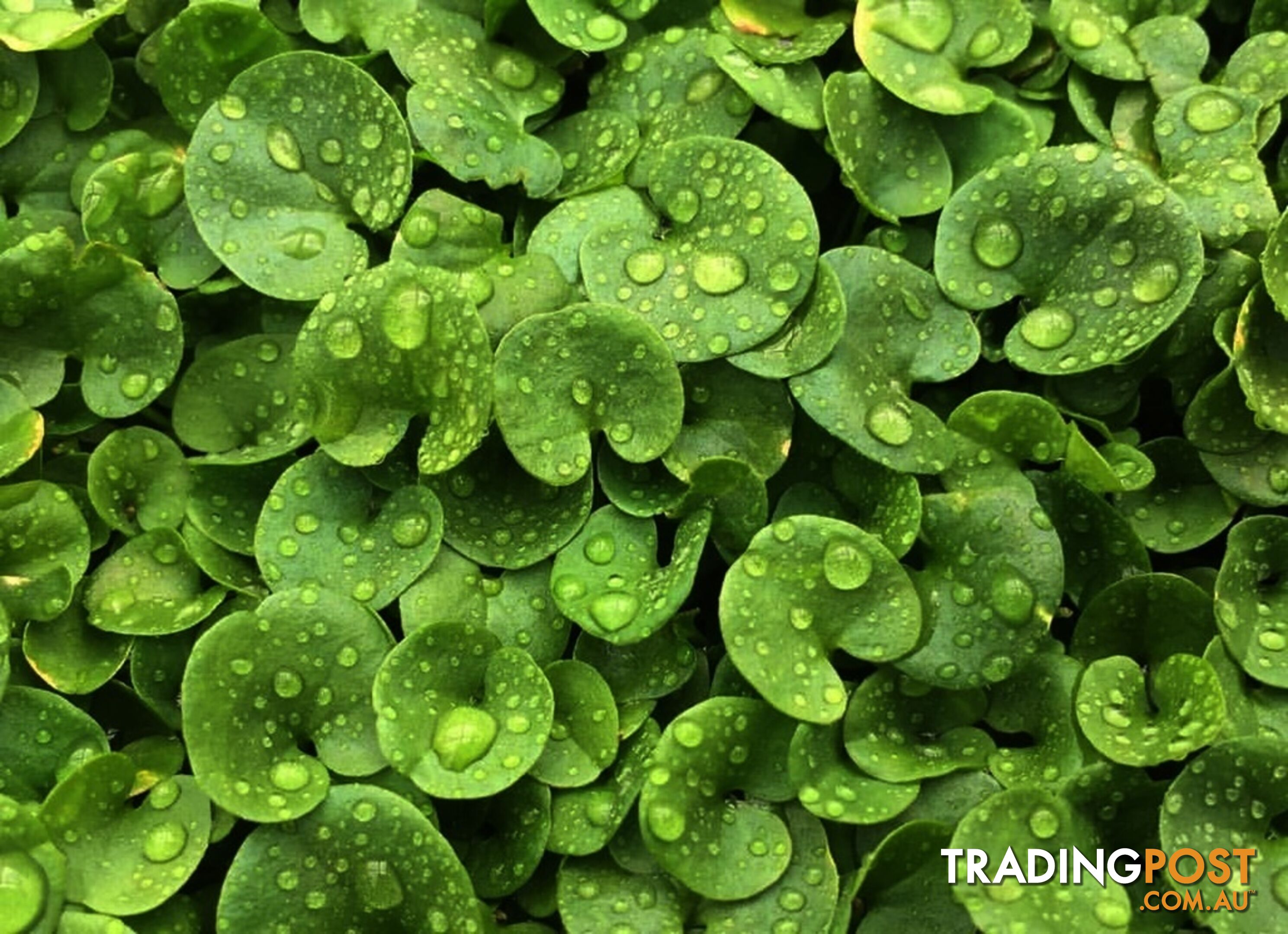 Trays of Dichondra Repens - A Lawn that does not require Mowing!!!