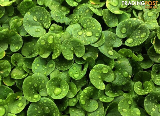 Trays of Dichondra Repens - A Lawn that does not require Mowing!!!