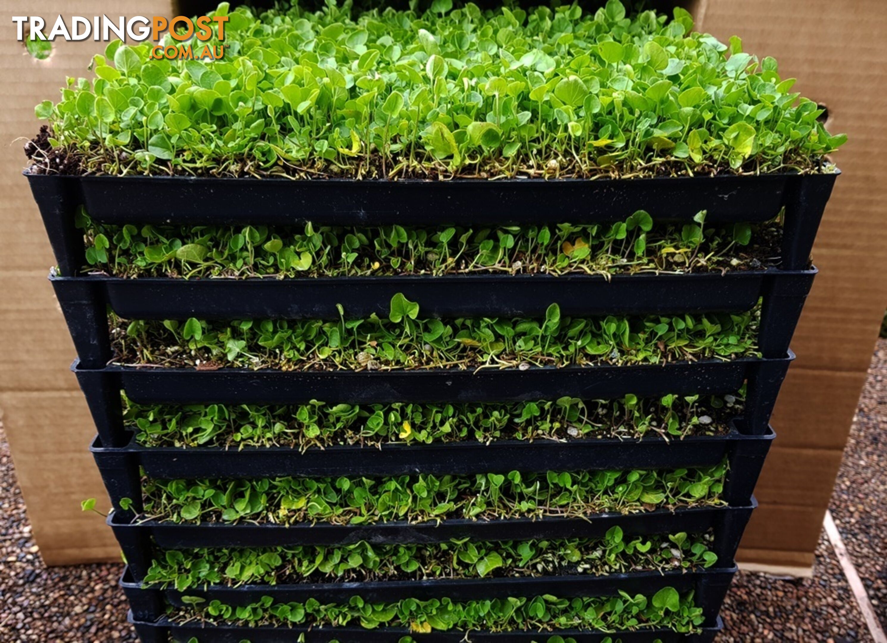 Trays of Dichondra Repens - A Lawn that does not require Mowing!!!