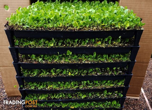 Trays of Dichondra Repens - A Lawn that does not require Mowing!!!