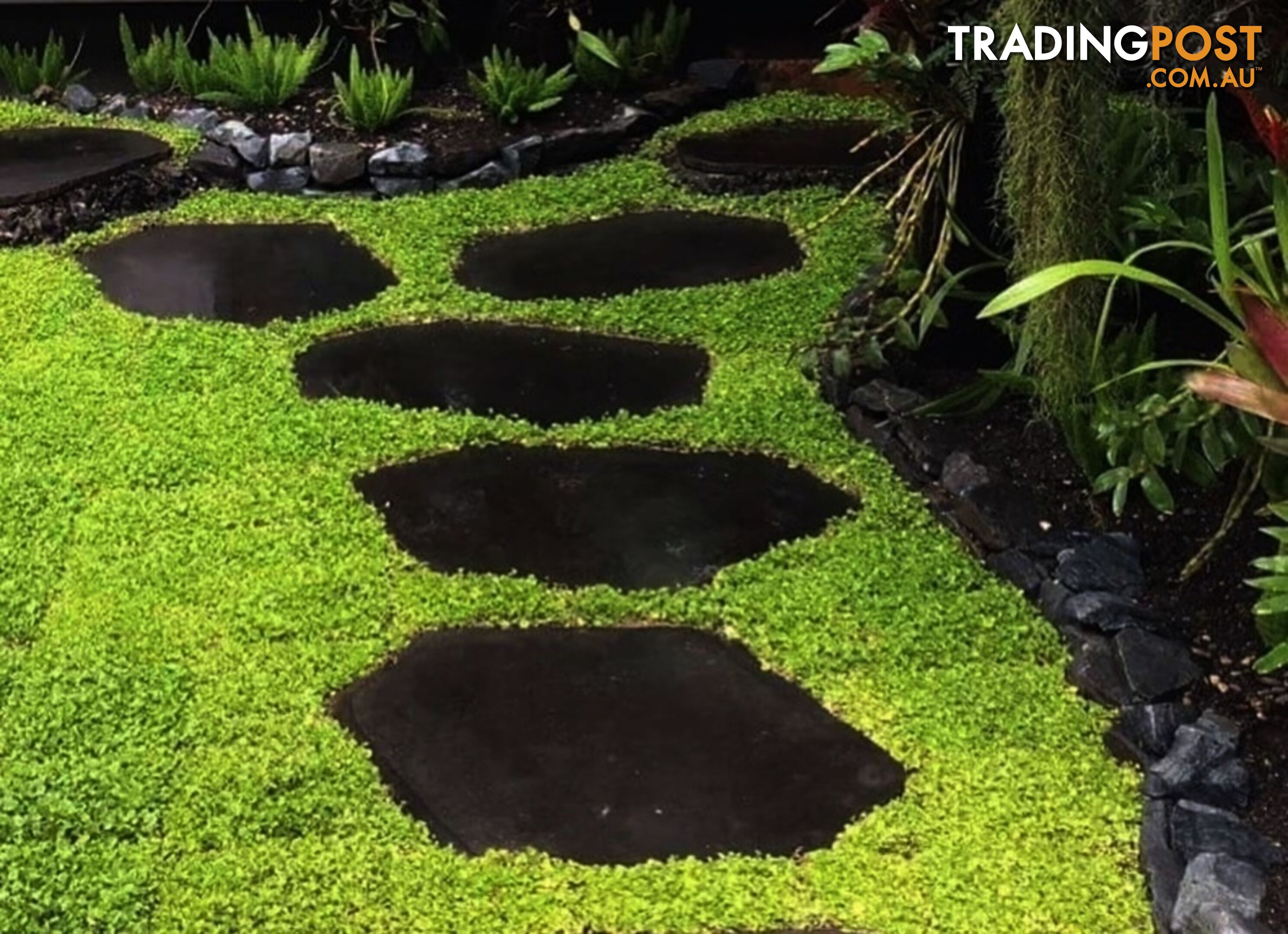 Trays of Dichondra Repens - A Lawn that does not require Mowing!!!