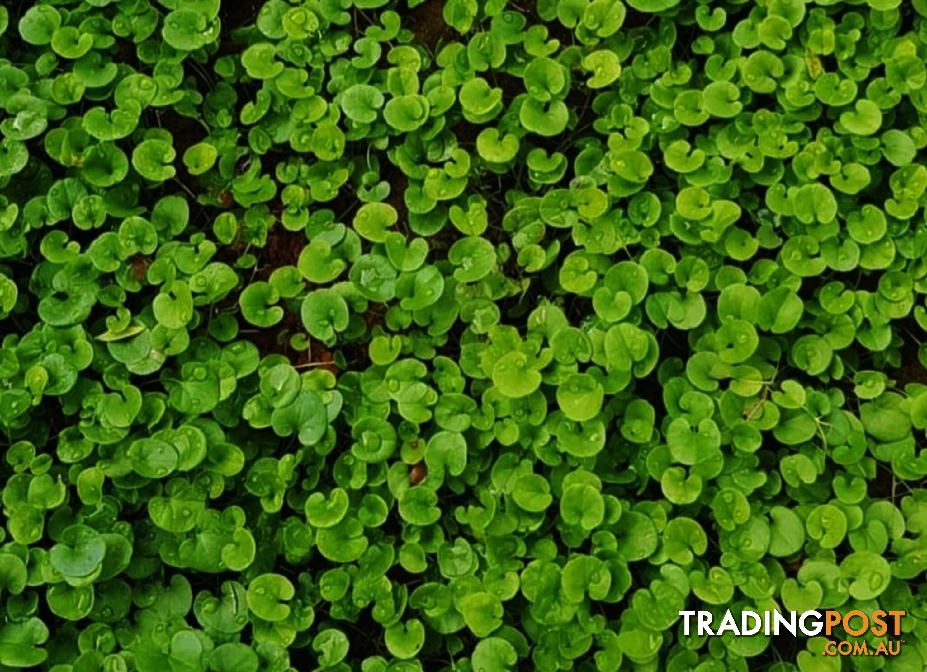 Trays of Dichondra Repens - A Lawn that does not require Mowing!!!