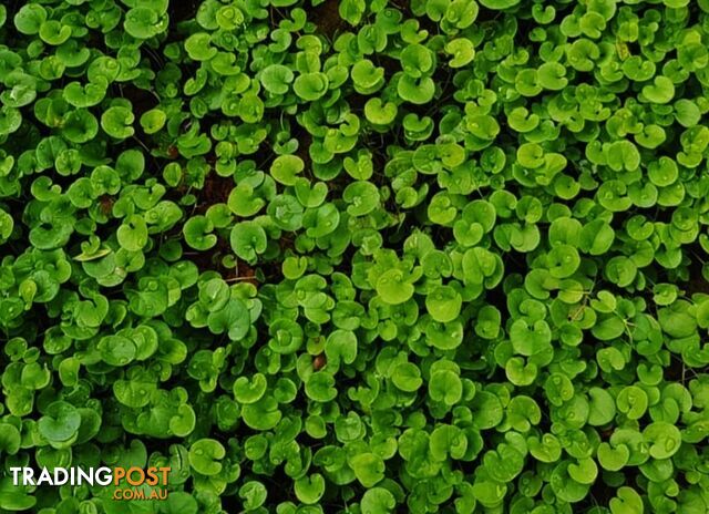 Trays of Dichondra Repens - A Lawn that does not require Mowing!!!