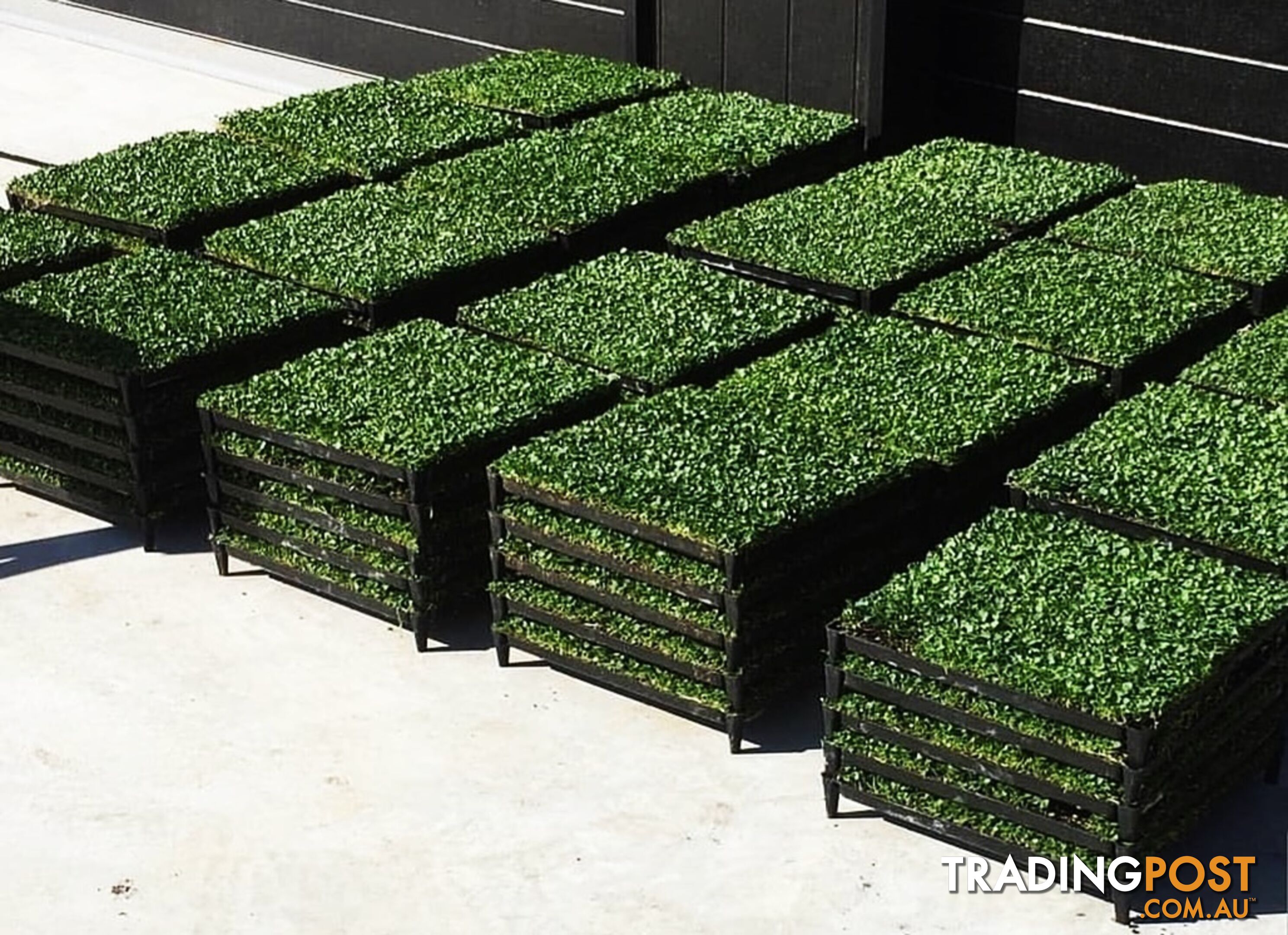 Trays of Dichondra Repens - A Lawn that does not require Mowing!!!