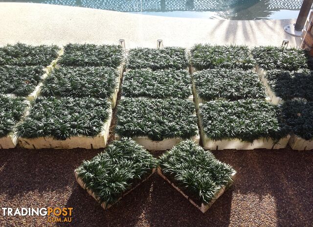 Dwarf / Mini Mondo Grass in Trays of 150+ Plants $109.00 Free Express Post