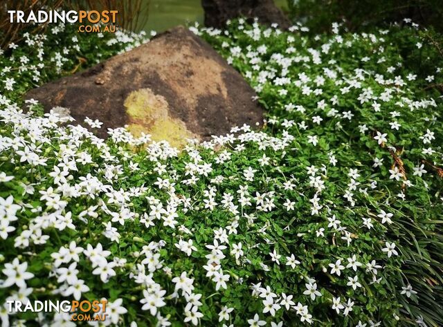 Pratia Wite Star Creeper (Pratia Pedunculata) in 330mm x 330mm Trays - Free...