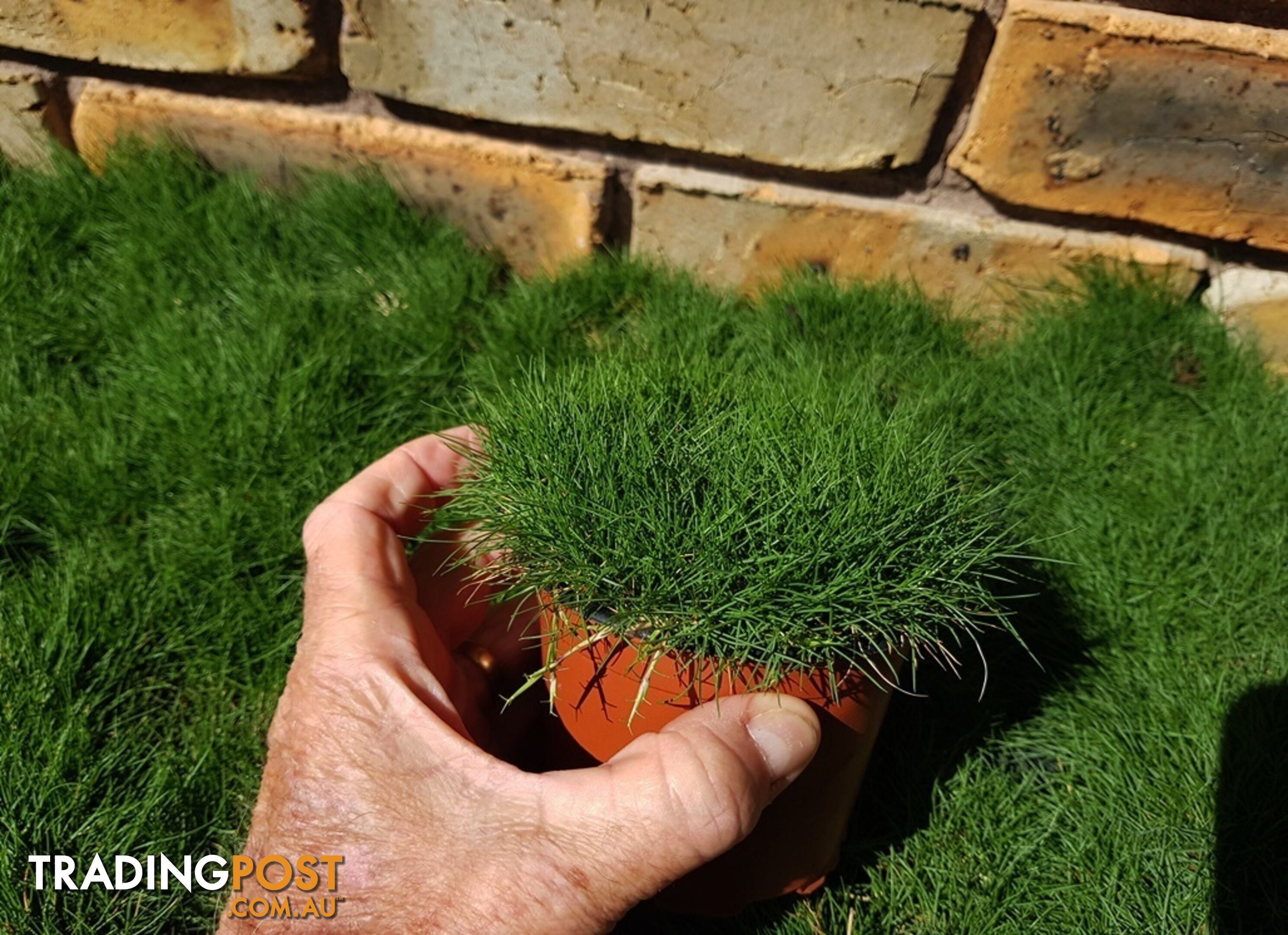 10 x 100mm Pots Korean No Mow Grass $90.00 Free Delivery