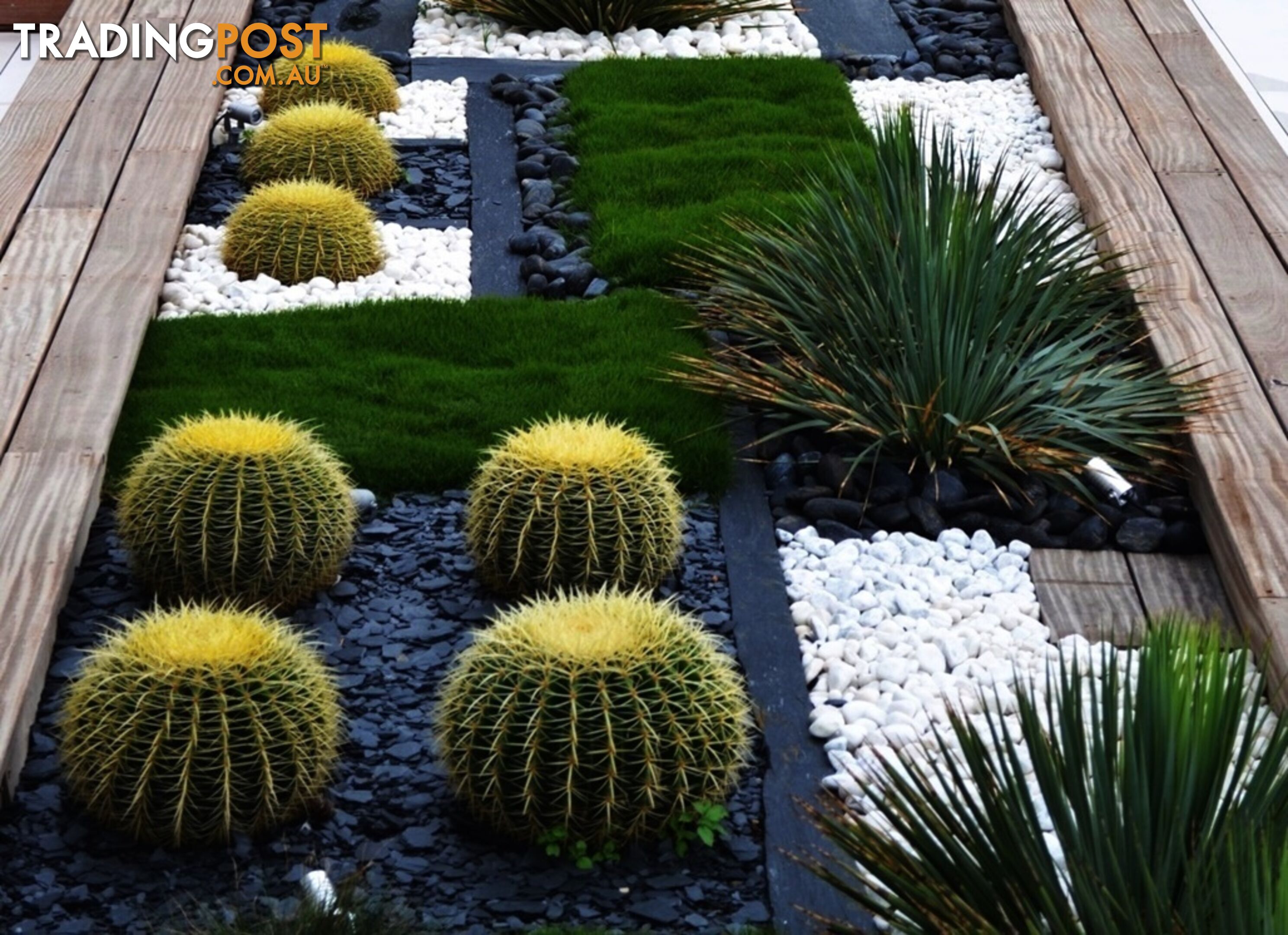 10 x 100mm Pots Korean No Mow Grass $90.00 Free Delivery