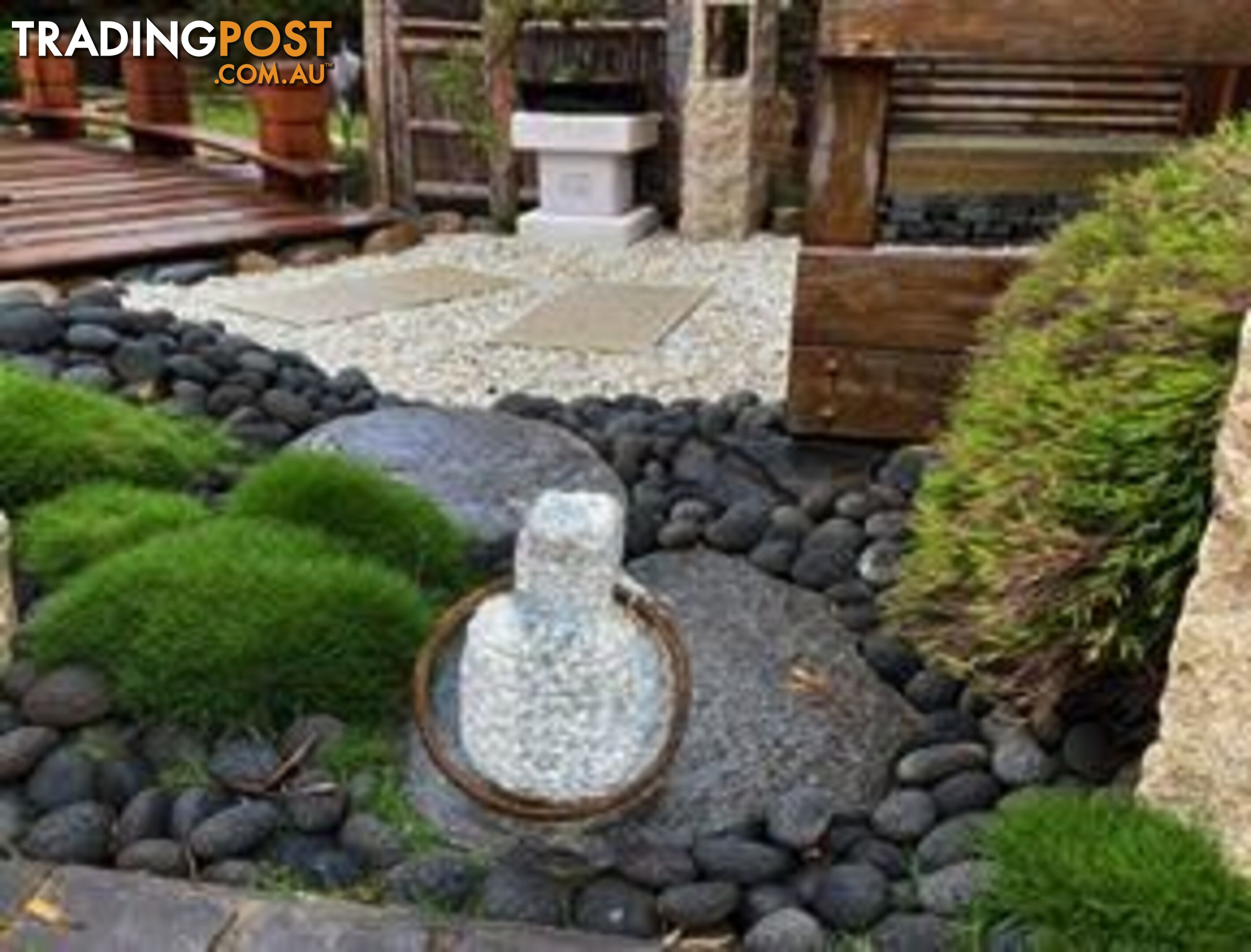 10 x 100mm Pots Korean No Mow Grass $90.00 Free Delivery