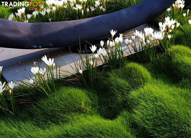 10 x 100mm Pots Korean No Mow Grass $90.00 Free Delivery